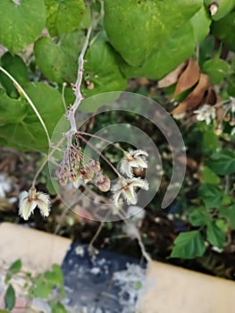 BulbophyllumÂ lindleyanum

Common Name: Lindley's Bulbophyllum